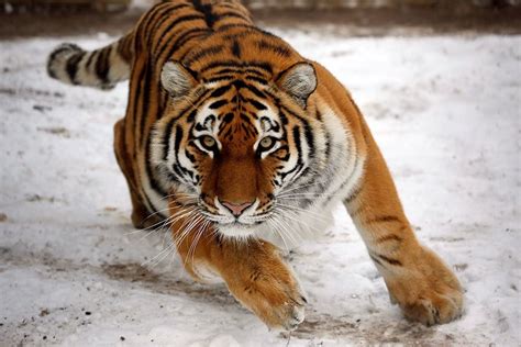 Тигрица с тигрятами фото красивые картинки