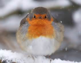 Round Robin Looks Like Hes Swallowed A Christmas Tree Bauble Daily