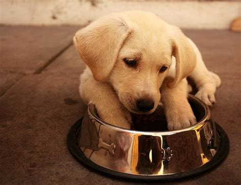 Puppies grow and change a lot in a short period, so it's likely that your feeding habits will change rapidly. Labrador Retrievers and Dog Food: What to Feed Them