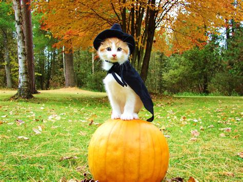 Cute Halloween Costumes For Cats Image Gallery