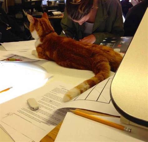 Studious Cat Spends So Much Time At School Hes Issued With Id Card