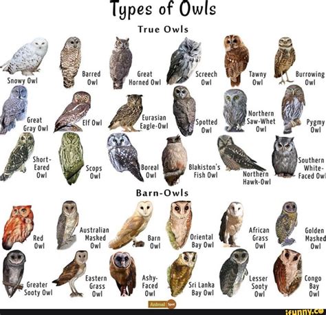 Types Of Owls True Owls Owl Screech Tawny Owl Burrowing Northern Whet