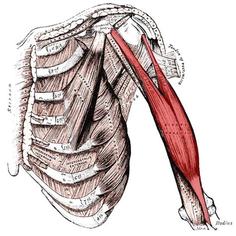 Biceps Brachii Origin Insertion Action The Wellness Digest