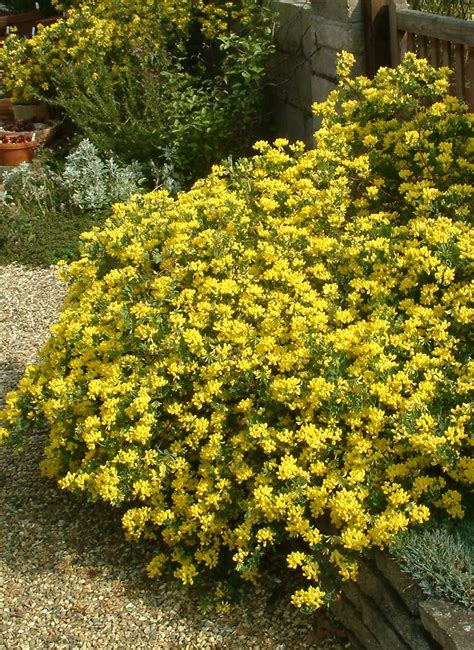 Coronilla Valentina Glauca Citrina The Beth Chatto Gardens