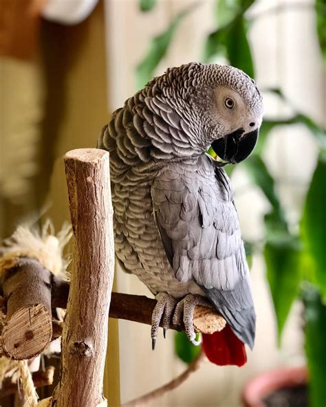perroquet gris du gabon comportement and infos espèces d oiseaux — autour des animaux