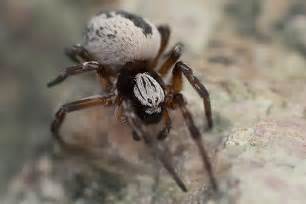 Mesh Web Spider Bugguidenet
