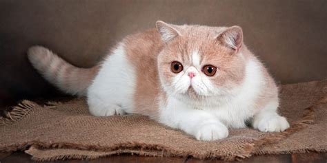 The 7 Most Adorable Flat Faced Cat Breeds All About Cats