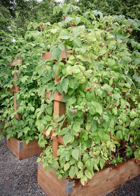 6 foot tall stakes or posts, wire(10 or 12 gauge galvanized wire works well), mallet, old carpet or cardboard. Materials and Elements — Seattle Urban Farm Company