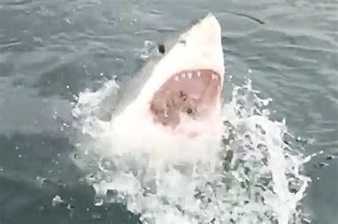 massive 14ft great white lunges open mouthed at boat full of tourists daily star