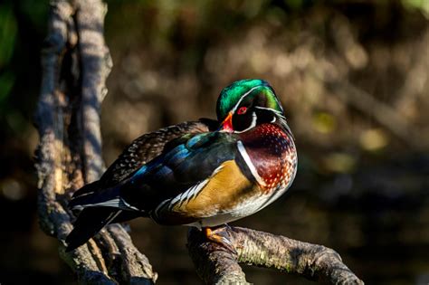 Male Wood Duck Sleeping On A Tree Branch Stock Photo Download Image