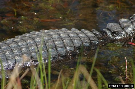 American Alligator Alligator Mississippiensis Crocodilia