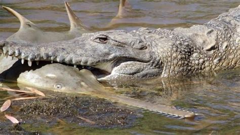 Photos Show Crocodile Eating Sawfish In Australia Bbcnews