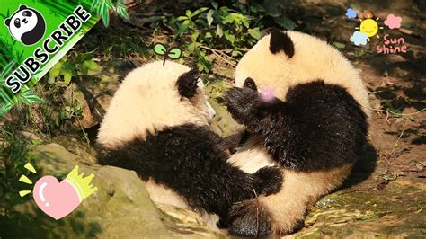 【panda Theme】pandas Love Giving Free Hugs Ipanda Youtube