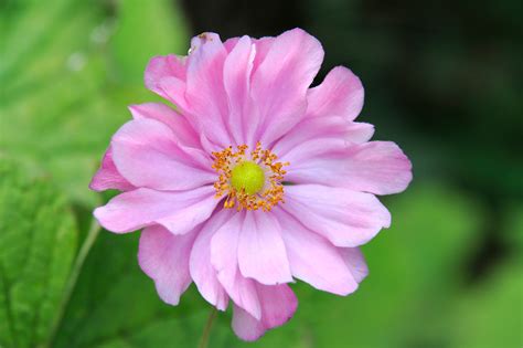 You are apt to end up with plants of annual sweet william catchfly. Fast-Growing Perennials - gardenersworld.com