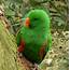 Male Eclectus Parrot  One Of My Favourite Australian Native… Flickr