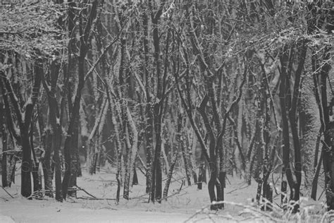 Maple Trees In Winter Seasonglass