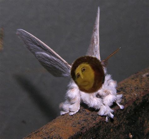 Venezuelan Poodle Moth Is The Internets Favorite Pet This Week The