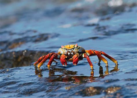 Where Do Crabs Inhabit Everything You Need To Know