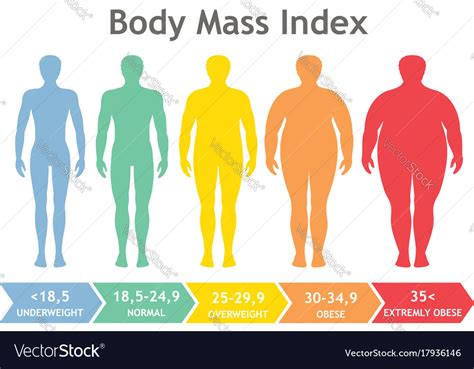 Body Mass Index Underweight To Extremely Obese Vector Image