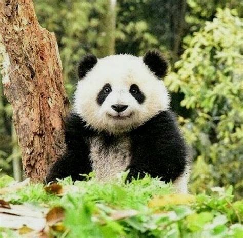 Babypandabears Cute Animals Panda Bear Cute Panda