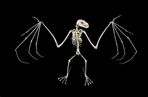 蝙蝠骨骼结构图名称蝙蝠骨骼结构图蝙蝠骨骼和人骨骼大山谷图库