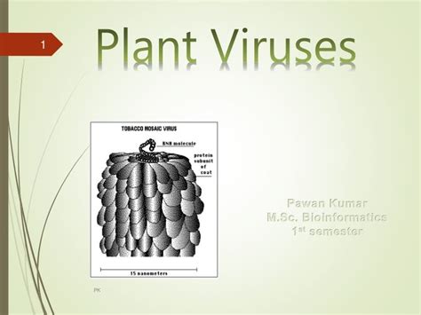 Plant Virus