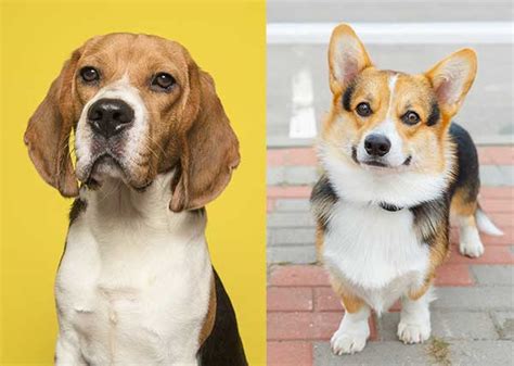 All About The Corgi Beagle Mix Beagi With Pictures