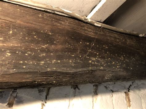 Damage To Timber Work Caused By Wood Boring Beetles Listed Building