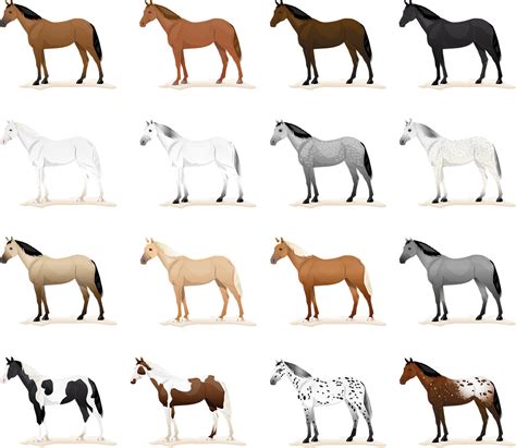 Horse Coat Colors Are More Than Black Brown And White Equigroomer