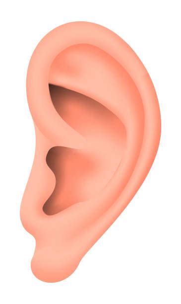 Earlobe Human Ear Side View Listening Stock Photos Pictures And Royalty