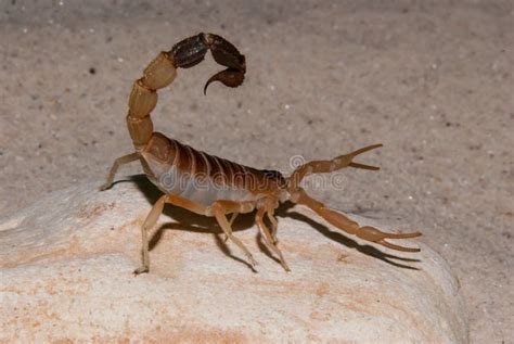Brown Scorpion Portrait Stock Image Image Of Arachnophobia 121157311