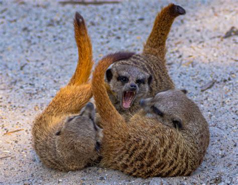 Meerkat Fight Stock Photos Pictures And Royalty Free Images Istock