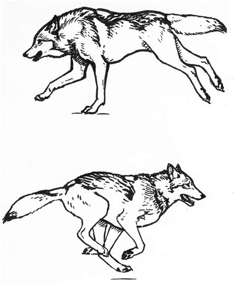 Wolf Running Sketches By Silvercrossfox On Deviantart Animal Sketches
