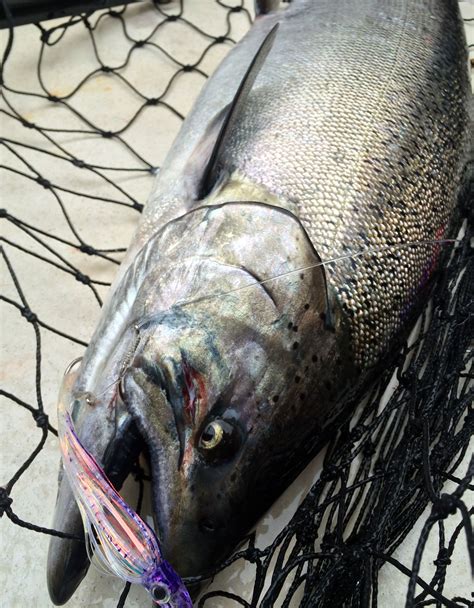 The best fishing lure for barracuda fishing is a tube lure. 12 Great Lures for Chinook Salmon Fishing in Puget Sound ...