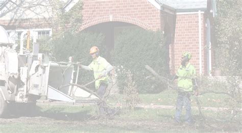 Indianapolis Tree Removal Servicegreen Arbor Tree Experts Inc