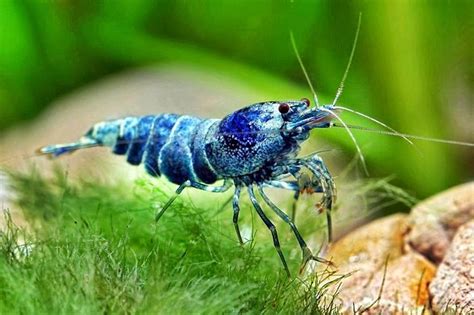 Dengan keindahan yang dimiliki oleh udang ini tak heran jika banyak pecinta ikan hias yang memeliharanya. Budidaya Udang Hias Air Tawar - Akuarium Ikan Hias