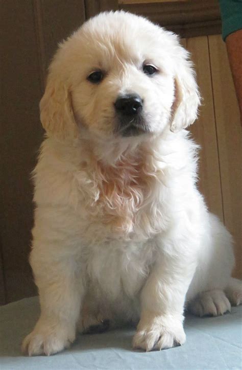 Asking the breeder about the genetic history. Golden Retriever Puppies For Sale | Cary, NC #261940