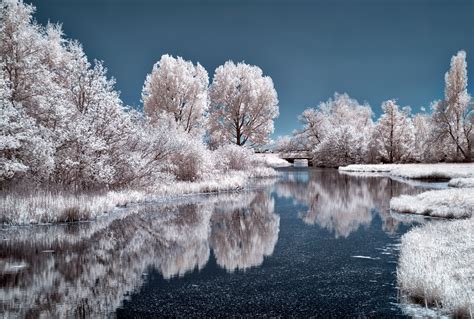 Frozen Trees By Michiel Alleman