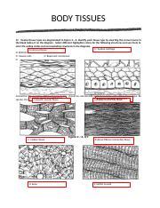 A list of terms and their common names follows for the anteriorside ofthe body. Ch 3B Coloring Workbook Key - Chapter 5 Cells and Tissues ...