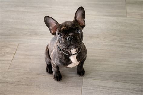 French Bulldog Stock Photo Download Image Now Istock