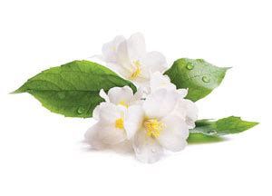 Herbal extracts | Herbatint
