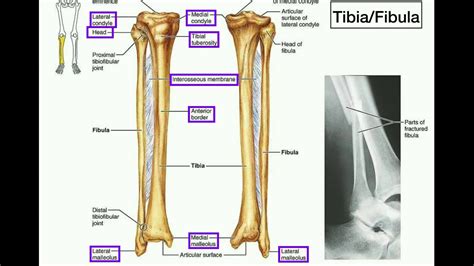 🌈 Tibia Bone Anatomy Tibia Anatomy And Clinical Notes 2022 11 07