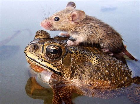 Animals Know How To Embrace Differences In The Cutest Way Photos