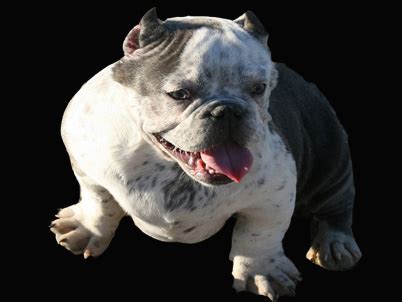Picking out my first dog from exotic bully puppy farm! EXOTIC BULLIES FOR SALE TOADLINE BULLIES, EXOTIC BULLY ...