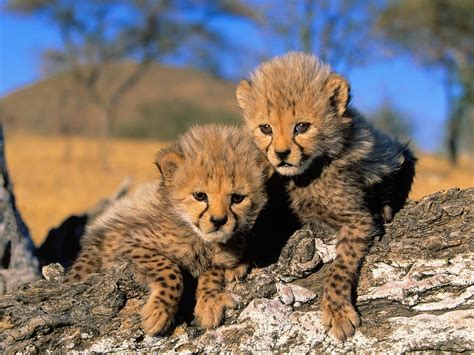 Two Baby Africa Cheetah Pets