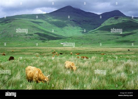 Highland Cattle Grazing On Marshland Below Ben More On The Isle Of Mull Argyll And Bute Scotland