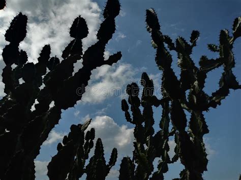10 miles from valley floor to long valley tram station. The cactus stay right here stock photo. Image of face ...
