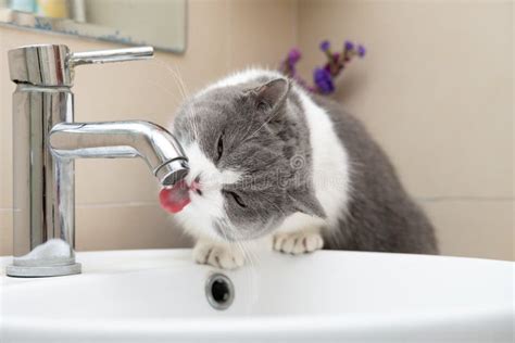 British Short Hair Cat Drinking From A Water Tap Stock Photo Image Of