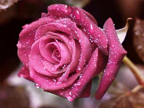300 best good morning images hd , quotes , wishes , wallpaper and gifs | good moning images with quotes june 2020 good morning images good morning can be more sweet and lovely when you wake up with the voice of beautiful birds and worst by listening. sher O shayari: October 2012