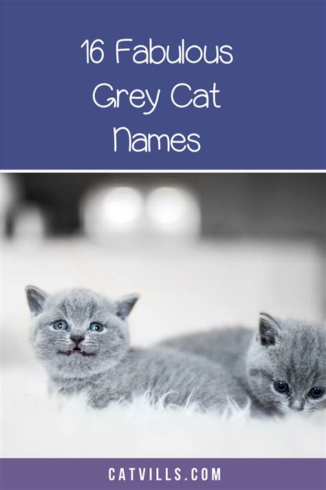 A cute grey cat name for both male and female kittens. 16 Purr-fect Gray Kitten Names You'll Love | Kitten names ...
